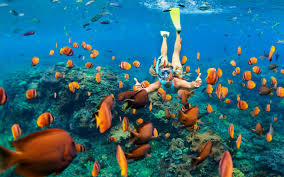 Marsa Alam pristine reef
