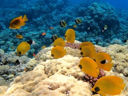 Bunte tropische Fische über Korallenriff