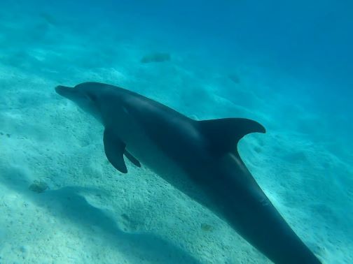 Dolphin swimming underwater
