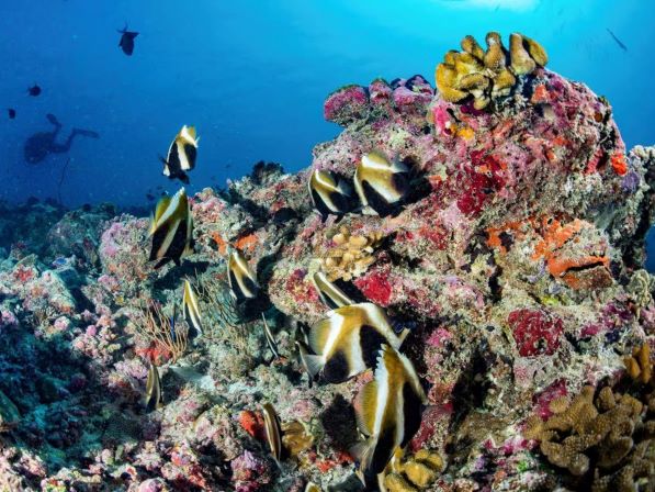 Colorful coral reef with fish