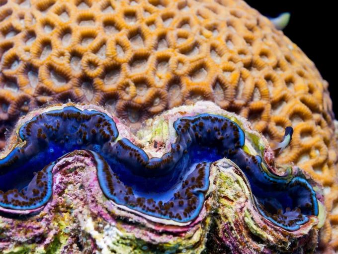 Close-up of giant clam and coral