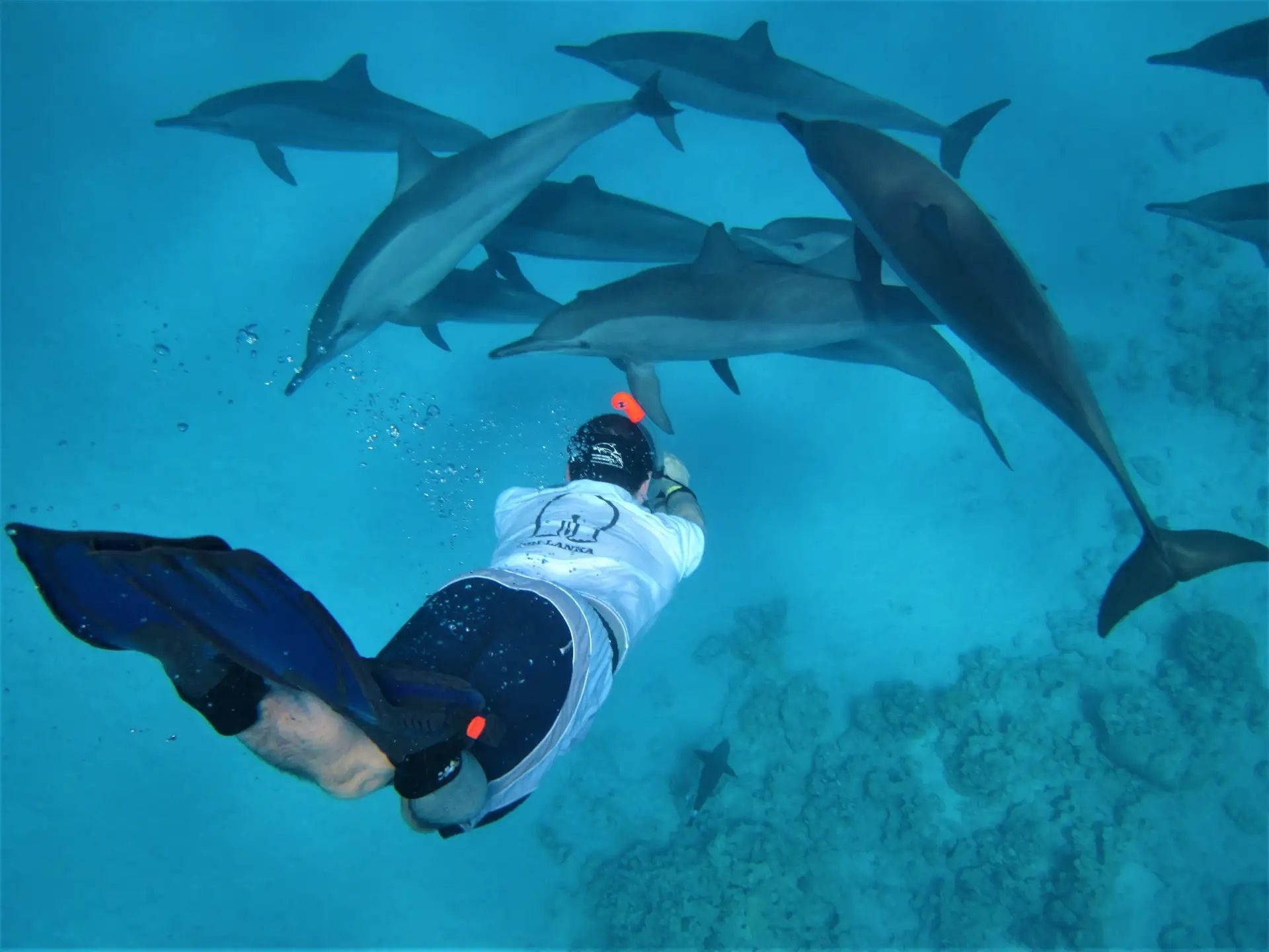 Snorkeler swimming near wild dolphins