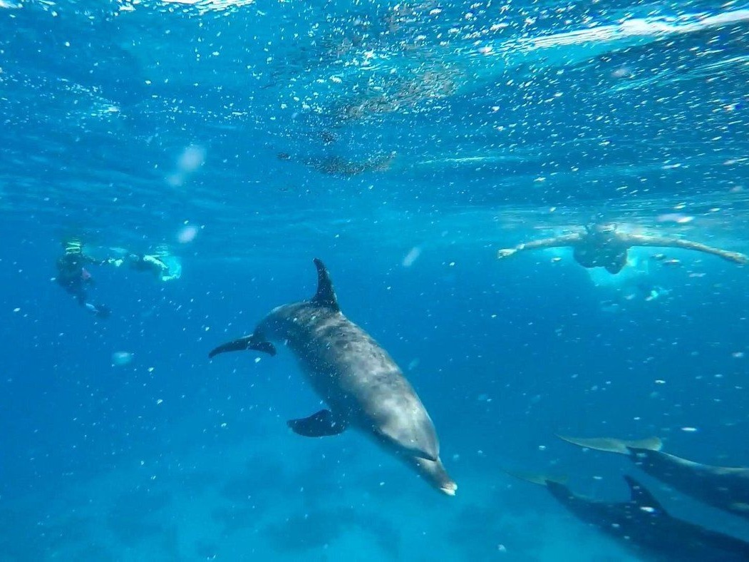 Dolphin swimming underwater near divers