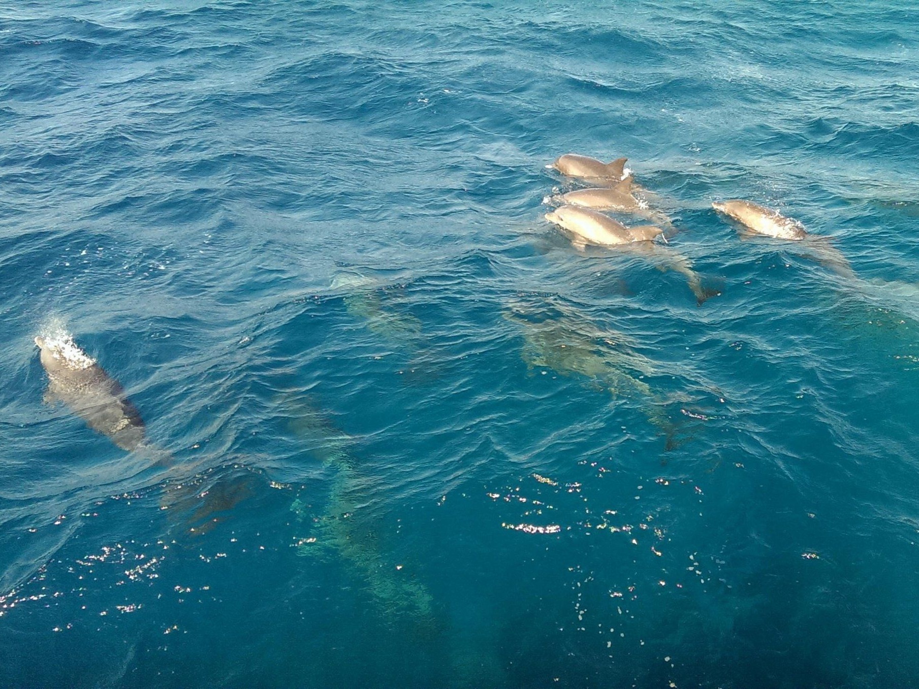 Wild dolphins swimming in open sea