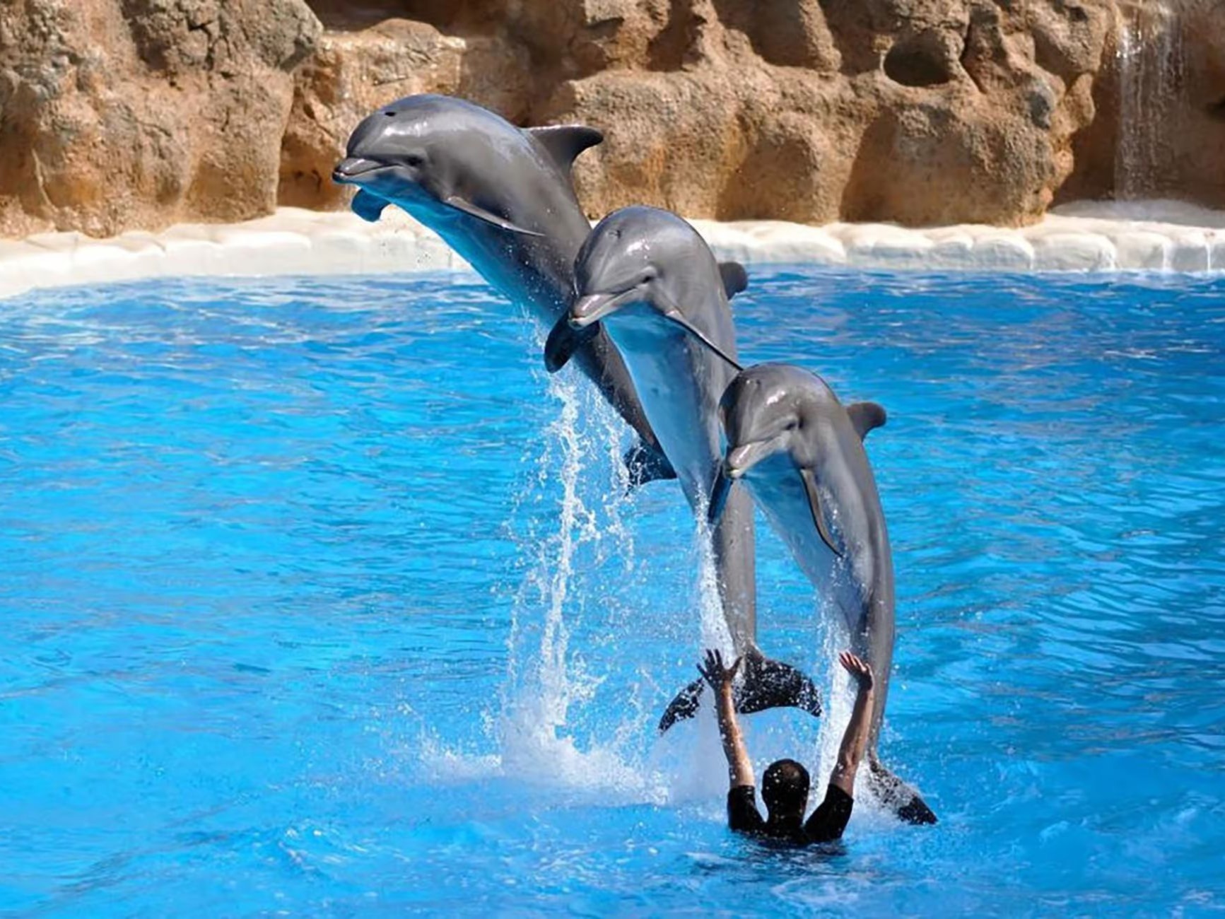 Dolphins performing synchronized jump