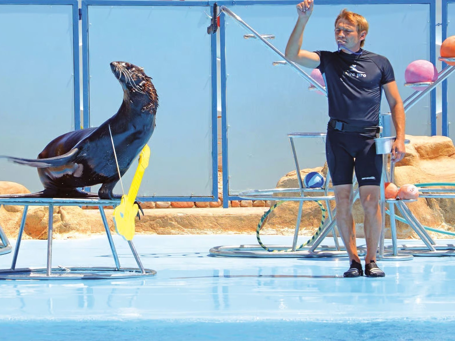 Sea lion performance