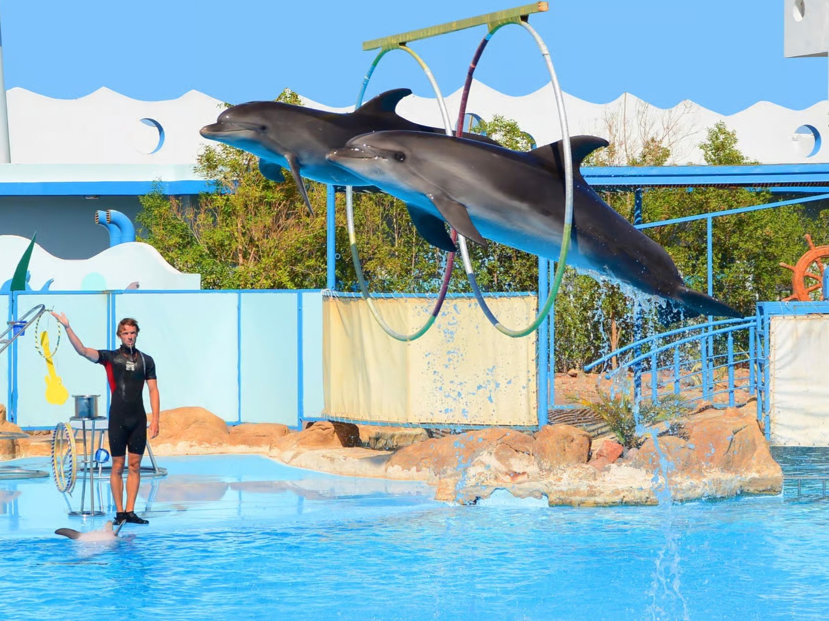 Dolphins jumping through hoops