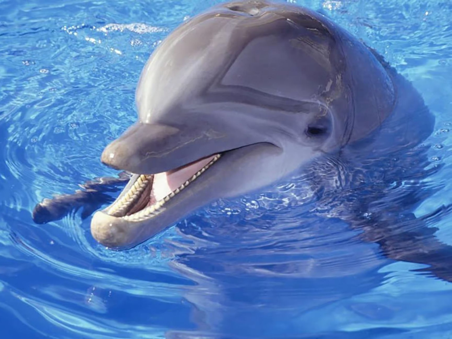 Smiling dolphin close-up