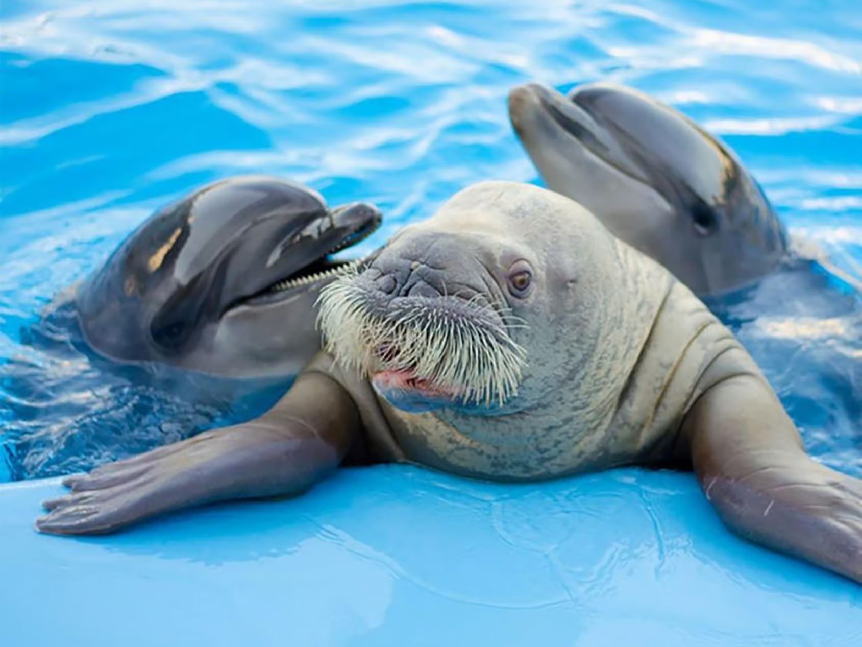 Sea lion with dolphins