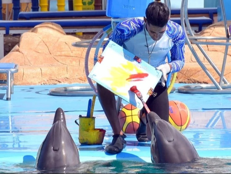 Dolphin painting activity