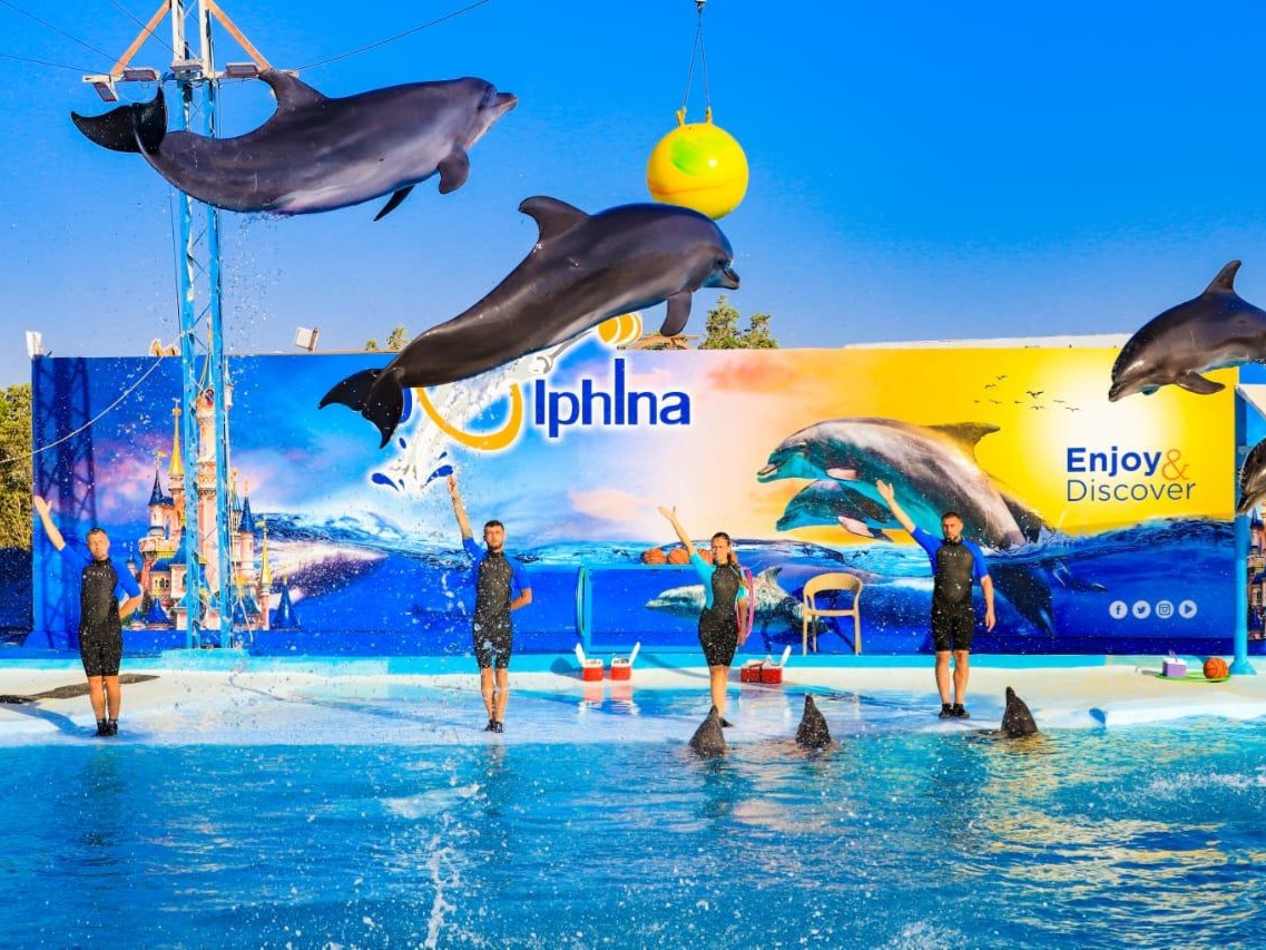 Delfine springen während der Live-Show hoch