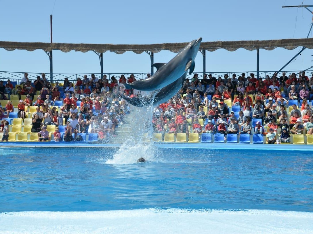 Delfin führt einen spektakulären Sprung vor Publikum aus