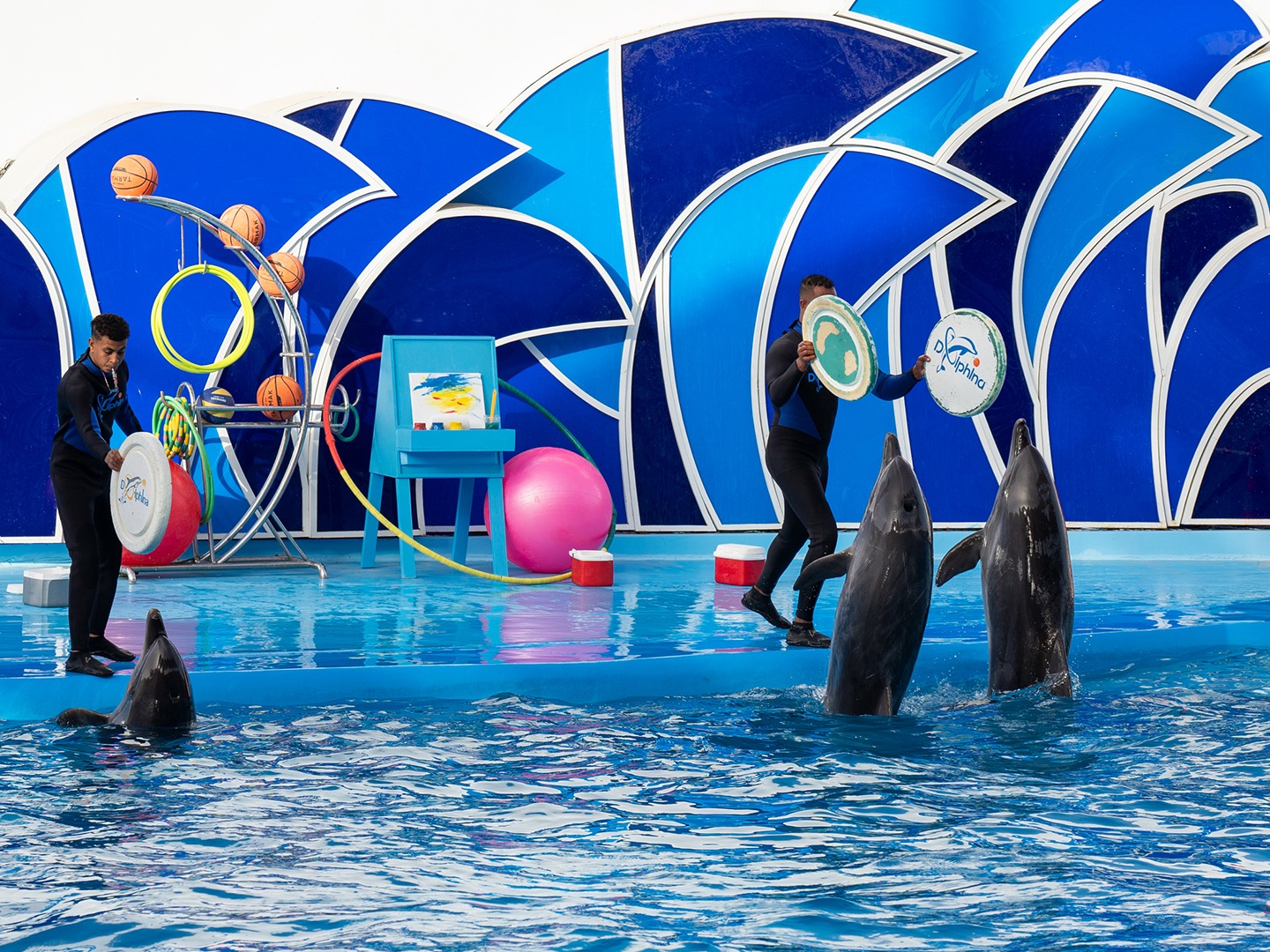 Delfine interagieren mit Trainern während der Show