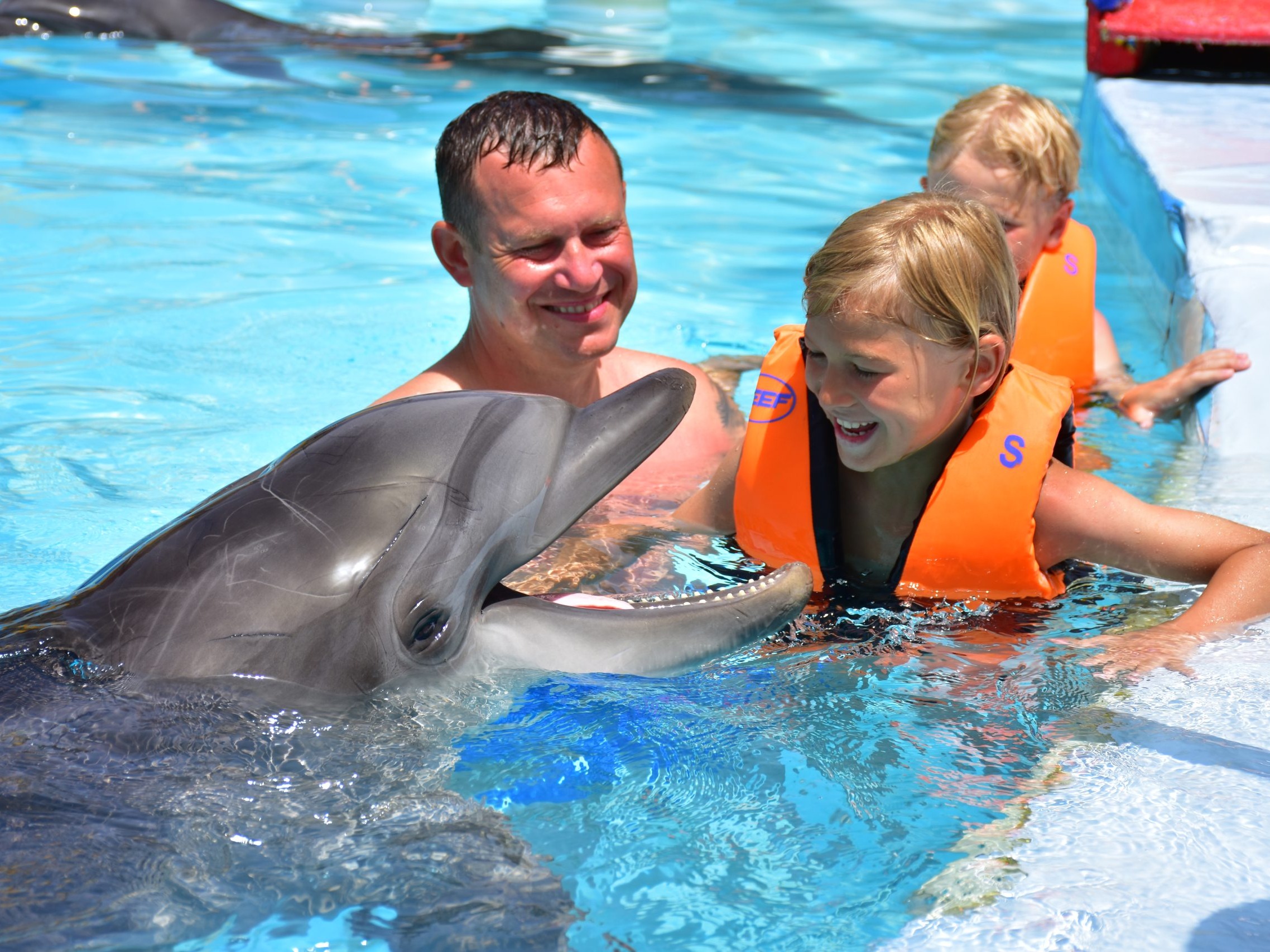 Familie genießt eine enge Delfin-Begegnung