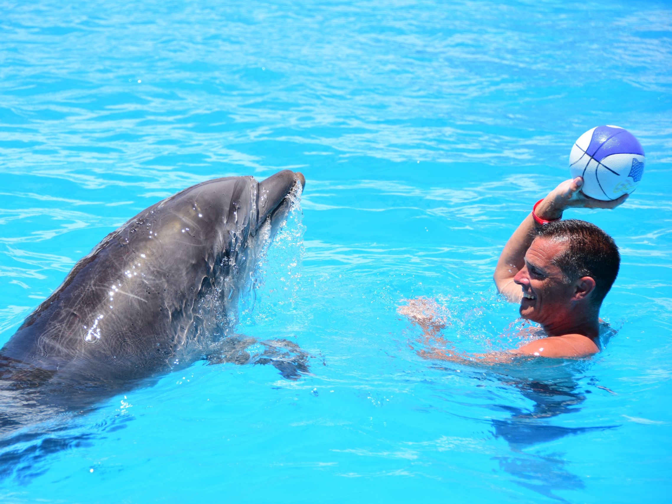 Delfin spielt mit einem Gast im Becken