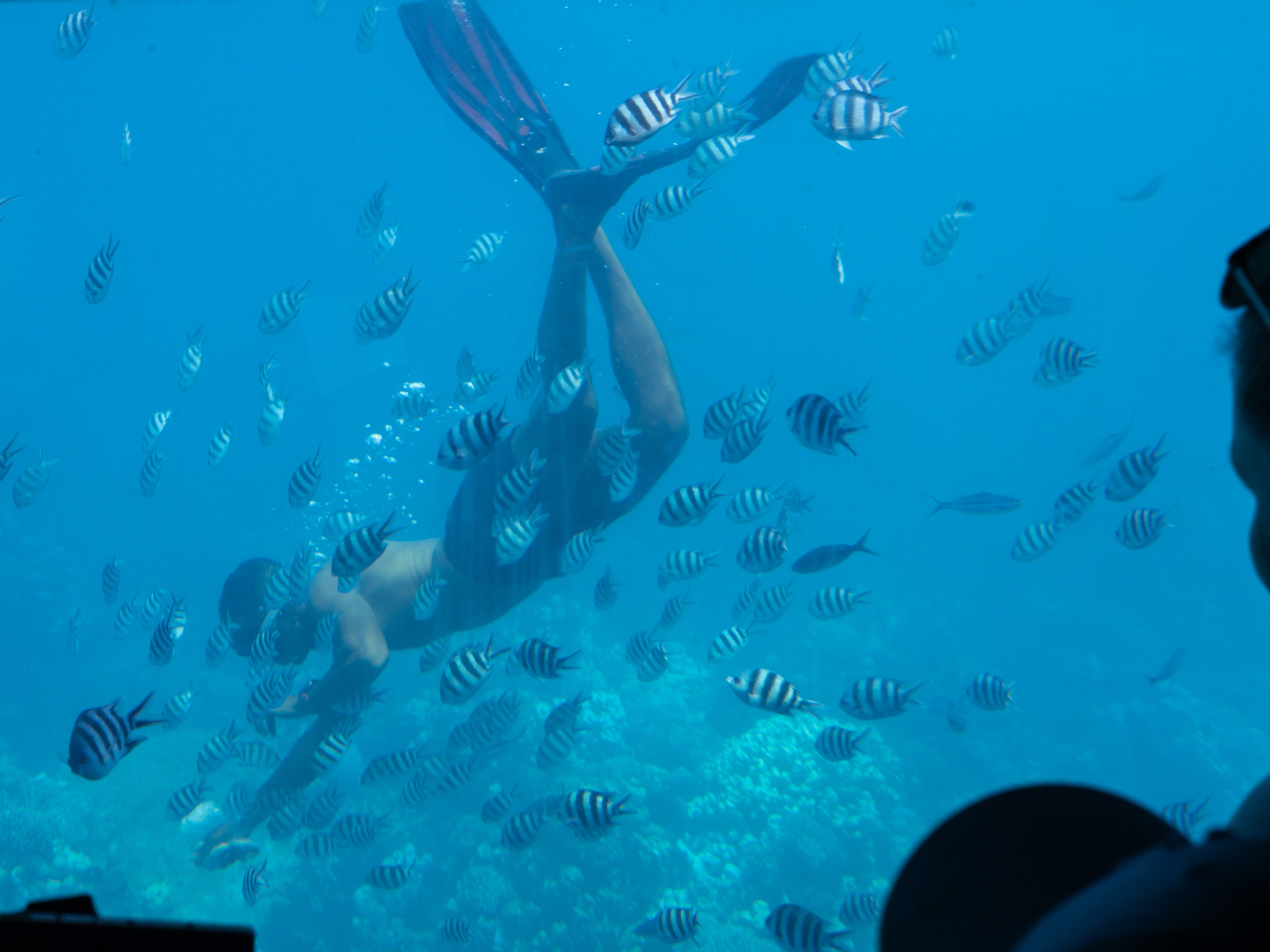 Snorkeler surrounded by colorful reef fish