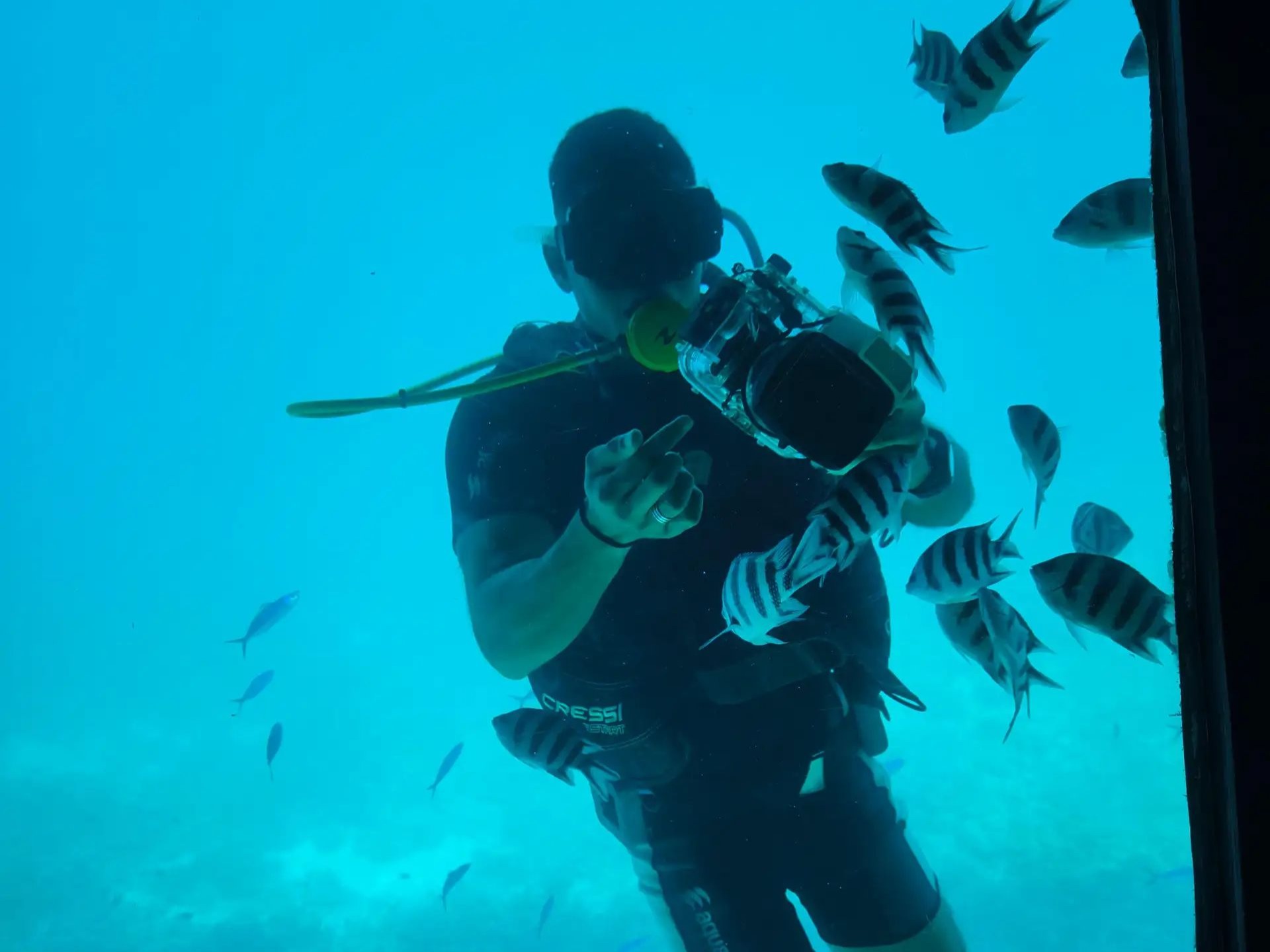 Ein Taucher unter Wasser umgeben von gestreiften Sergeant-Major-Fischen