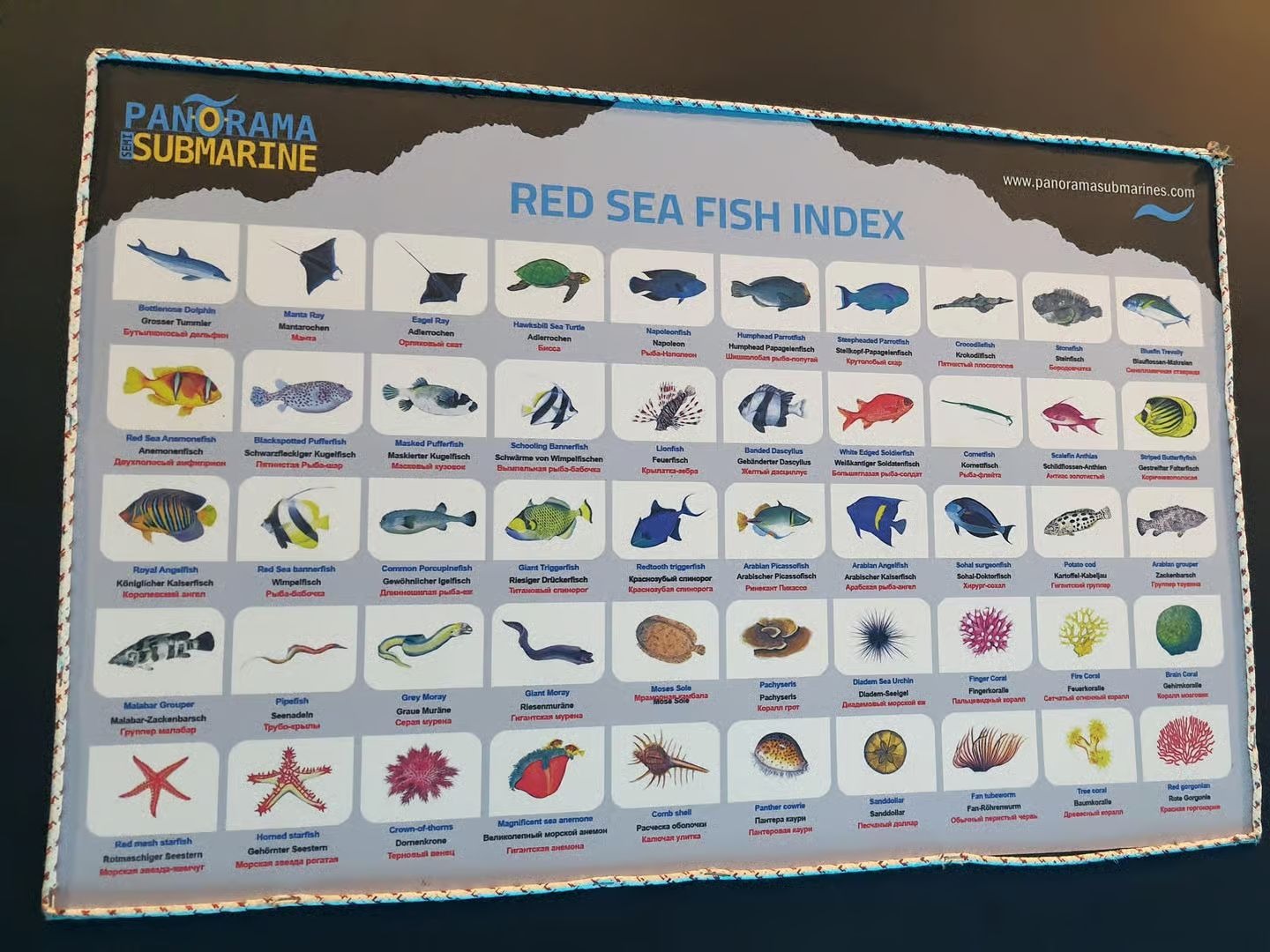 Ein Poster mit Roten-Meer-Fischarten mit verschiedenen Fisch- und Korallenarten