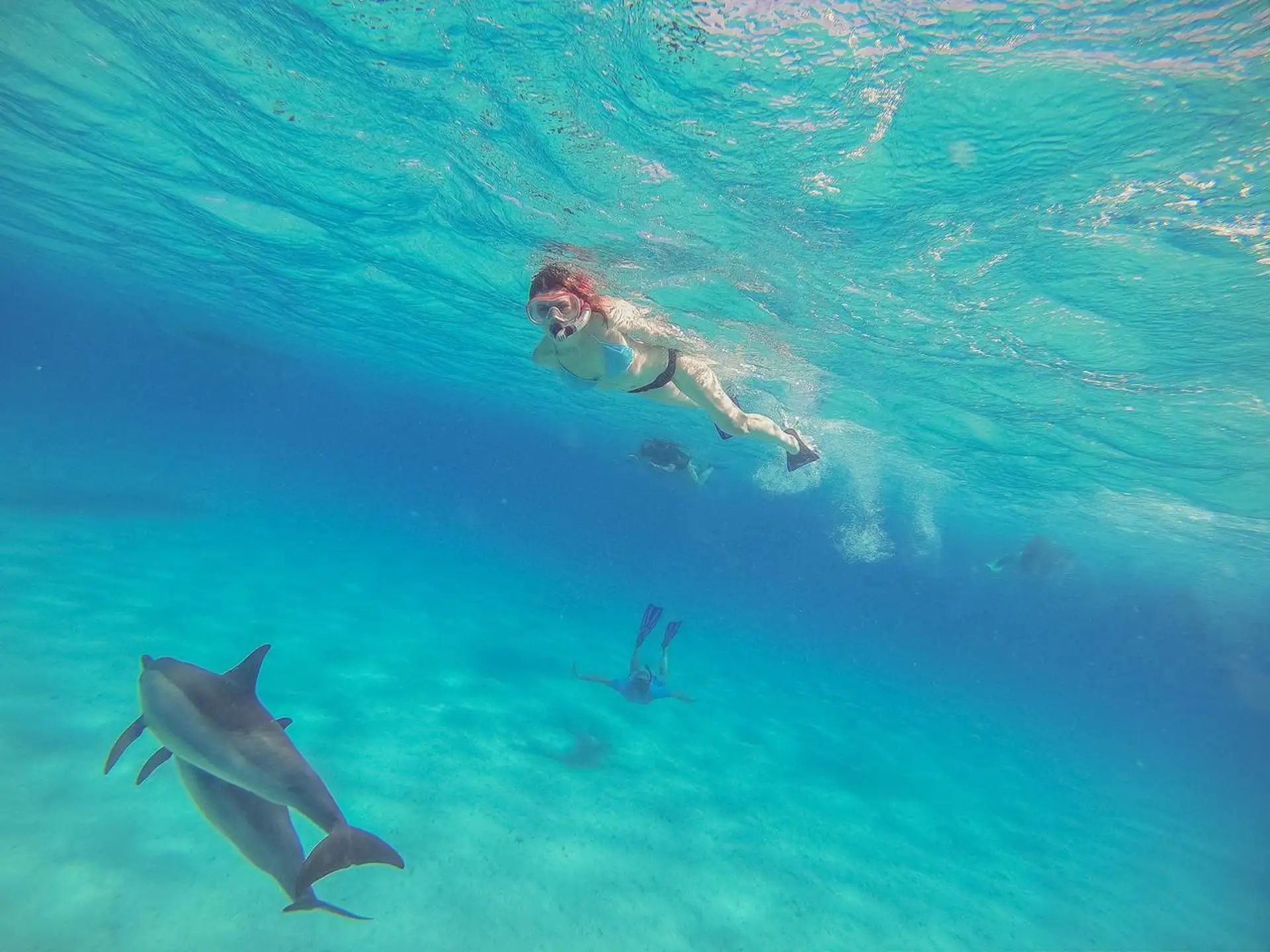 Snorkeler swimming near dolphins in clear Red Sea water
