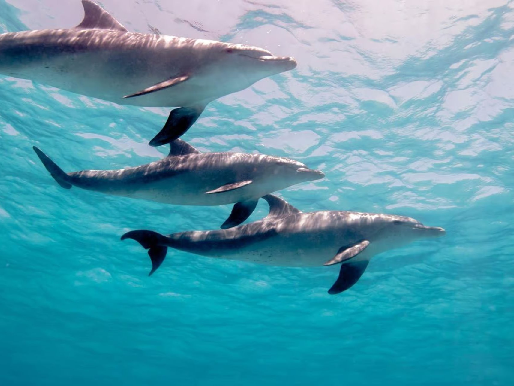 Close-up of dolphins underwater in crystal clear sea