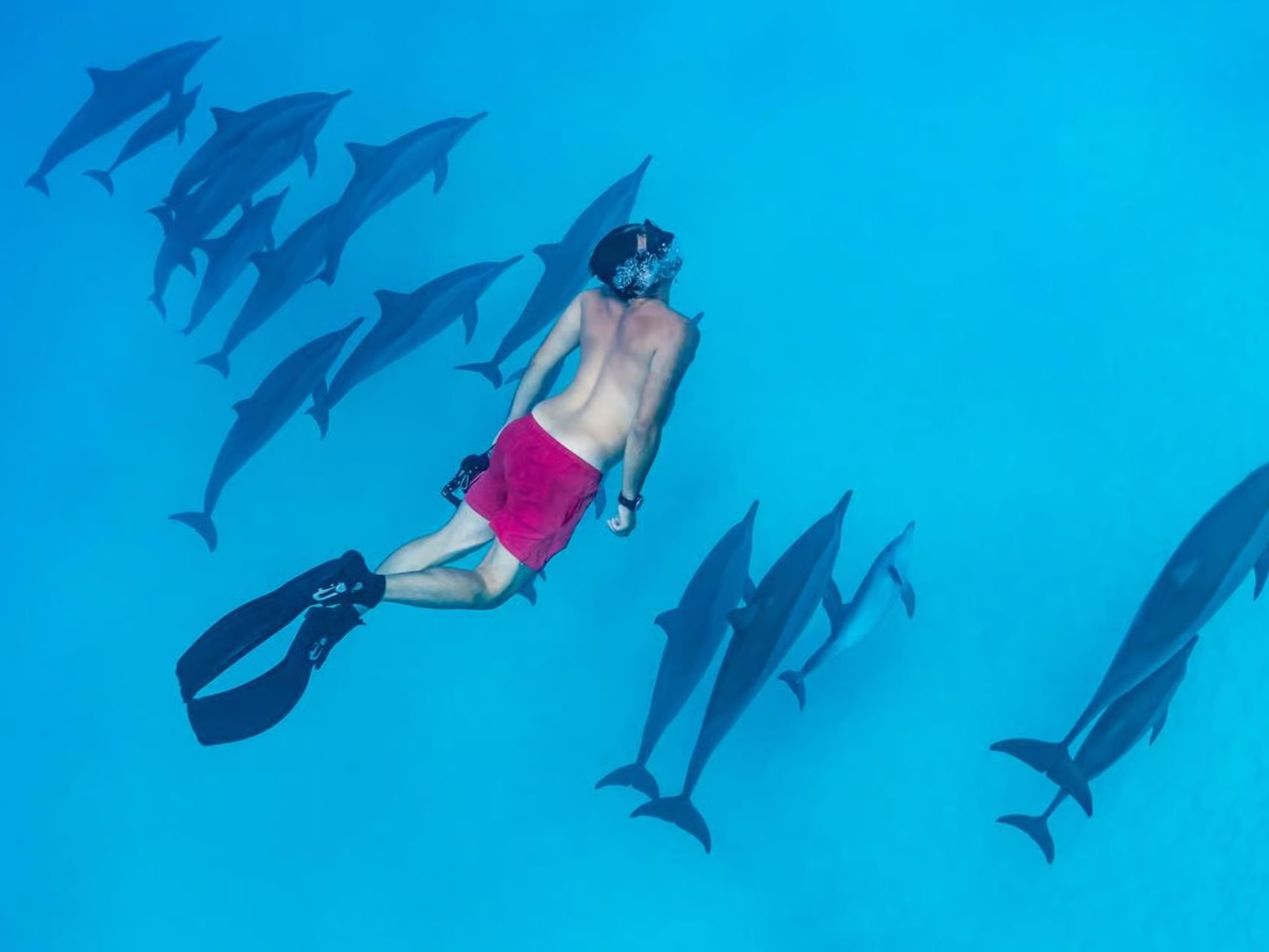 Snorkeler diving among a pod of dolphins