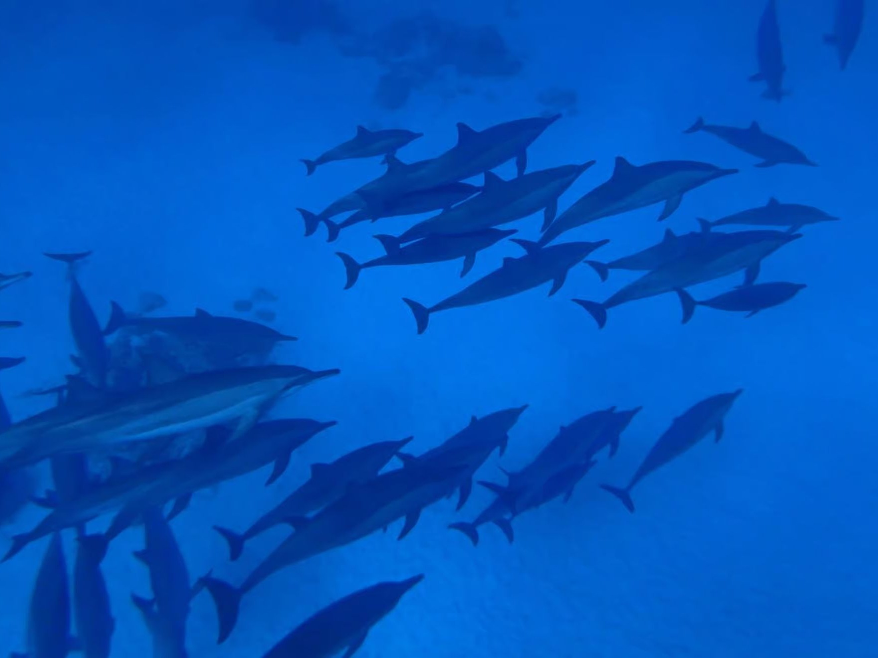 Large group snorkeling in shallow reef area