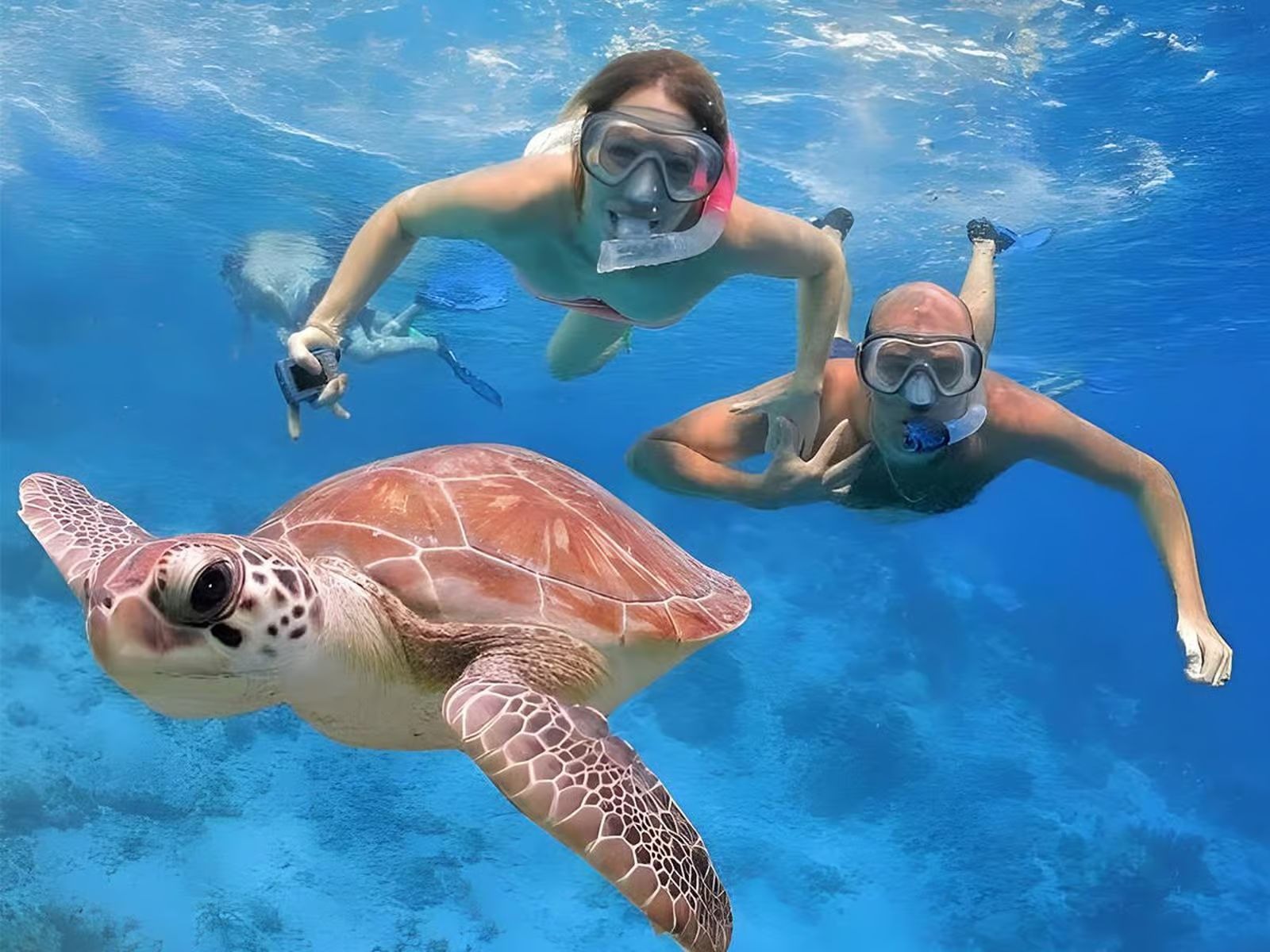Swim with wild dolphins in Marsa Alam