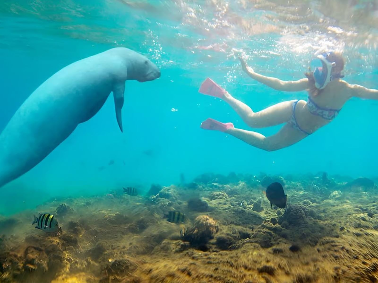 Dolphins swimming underwater in Marsa Alam