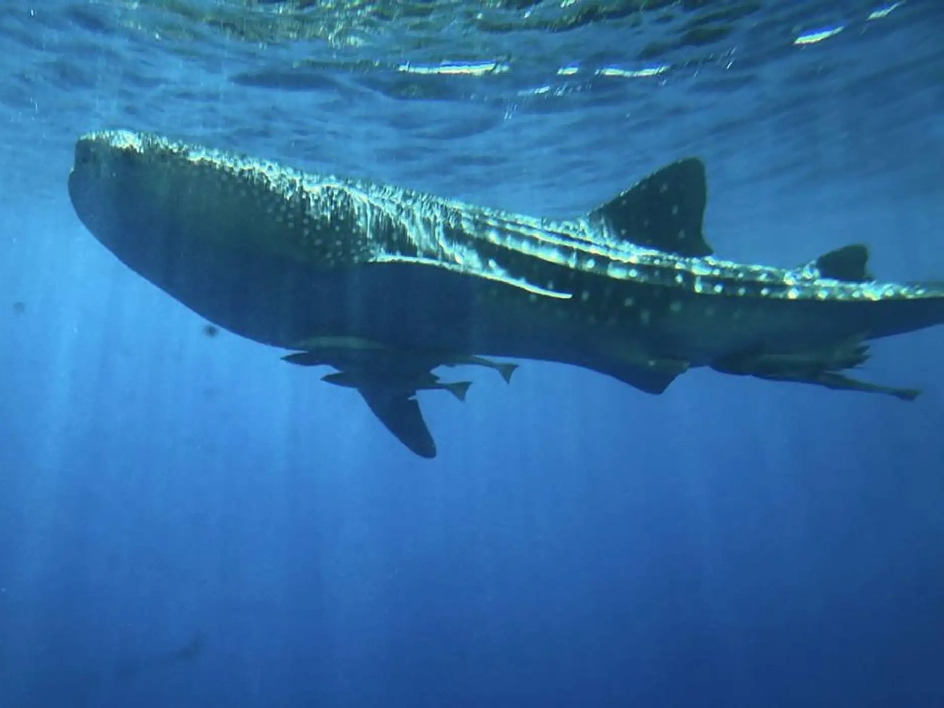 Whale shark swimming underwater