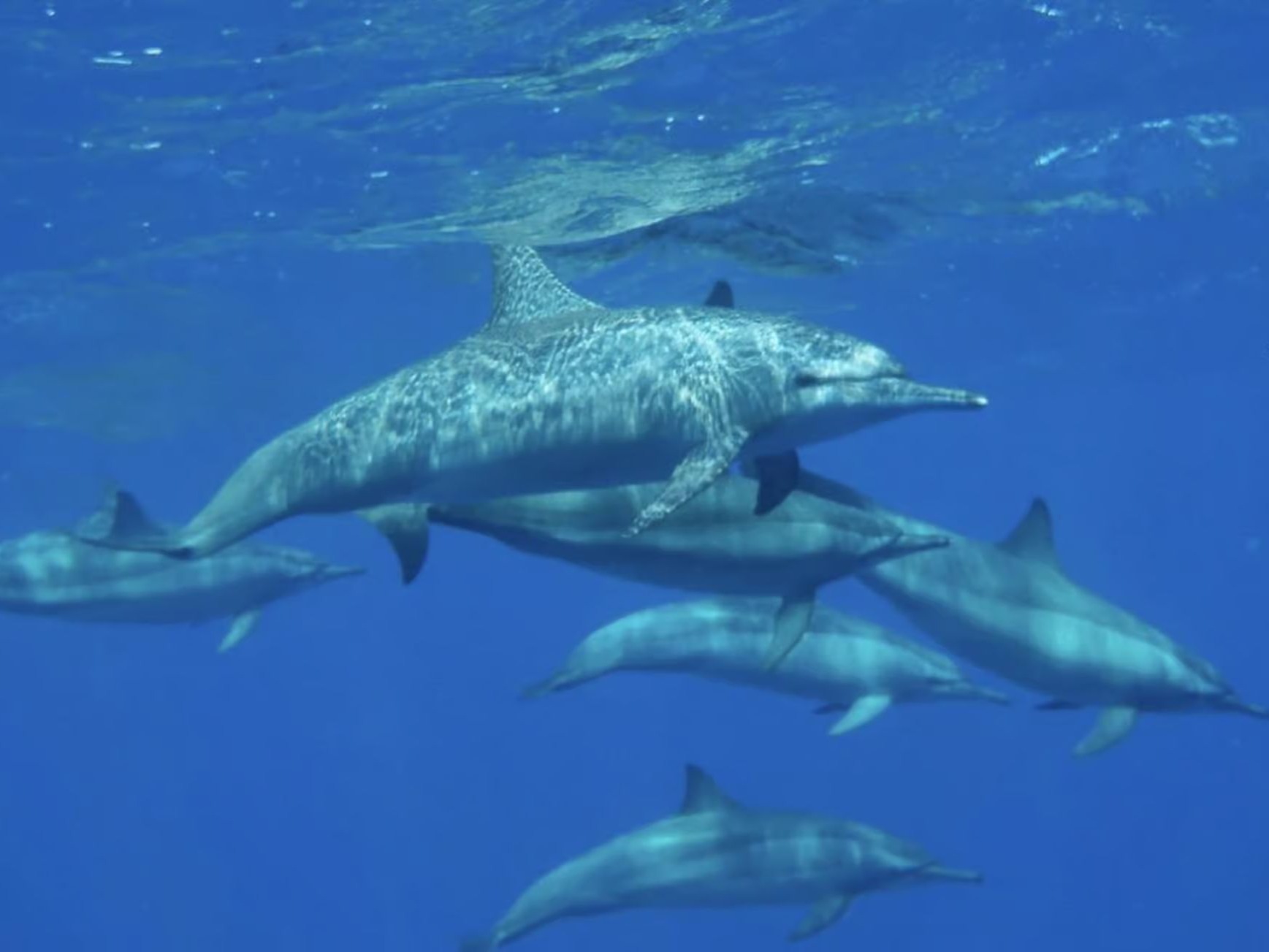 Dolphins swimming underwater