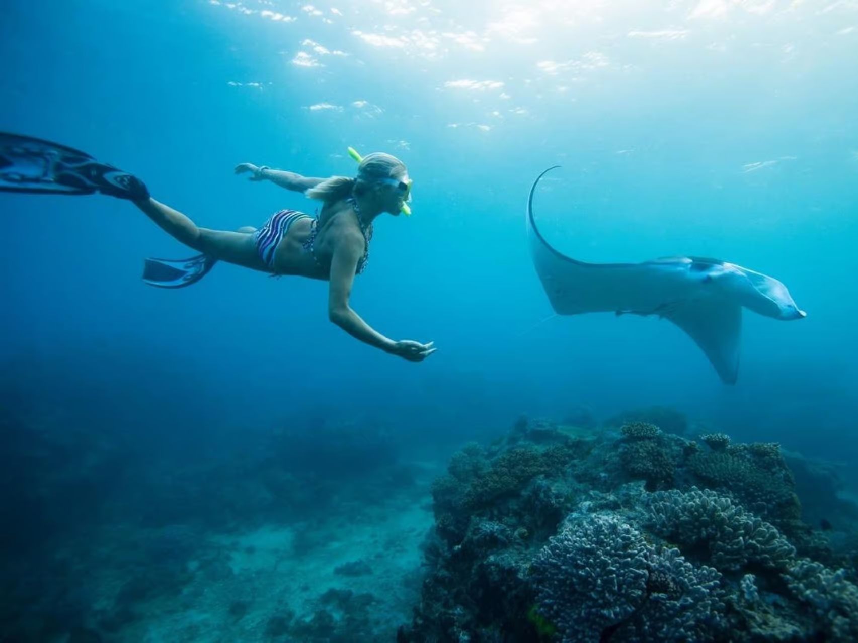 Snorkeler approaching a manta ray in open water