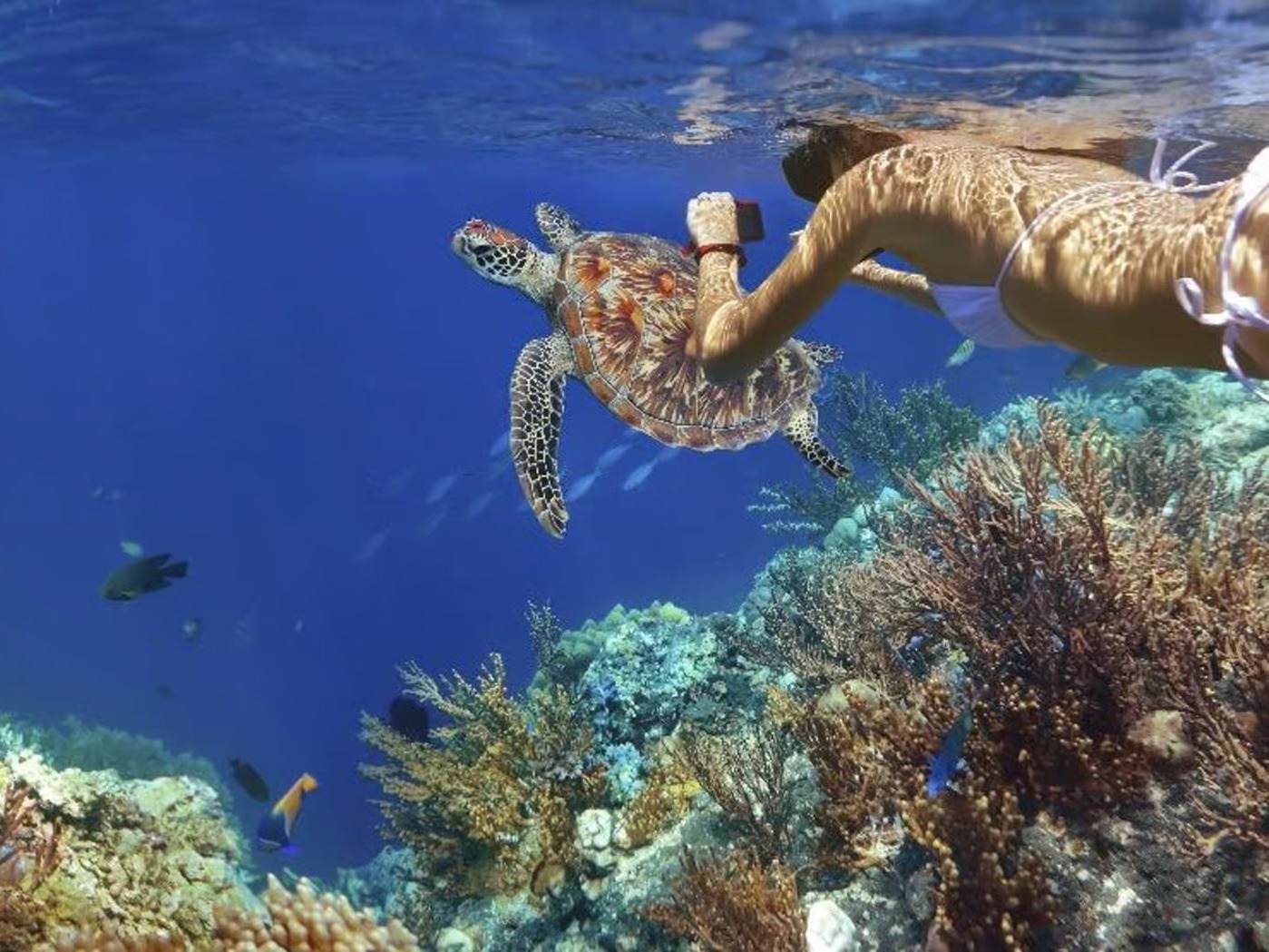 Snorkeler following a sea turtle above coral reef