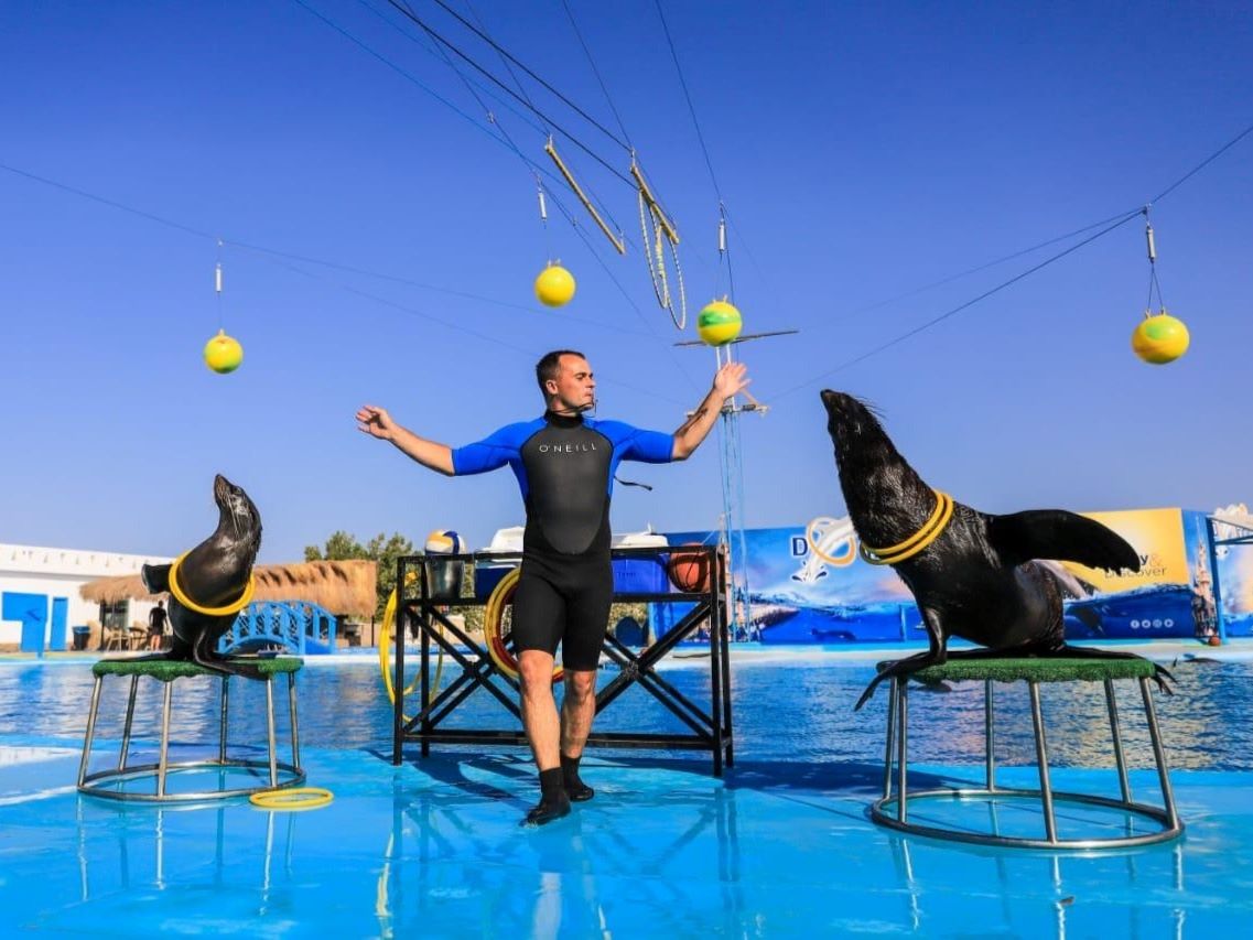 Trainer performing with sea lions