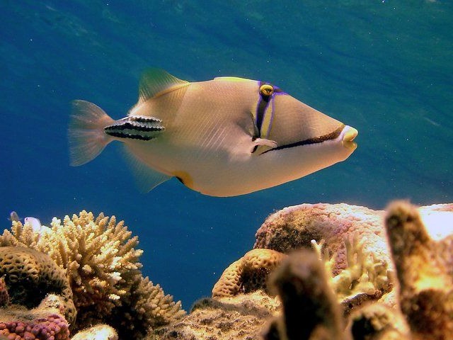 Coral reef fish underwater