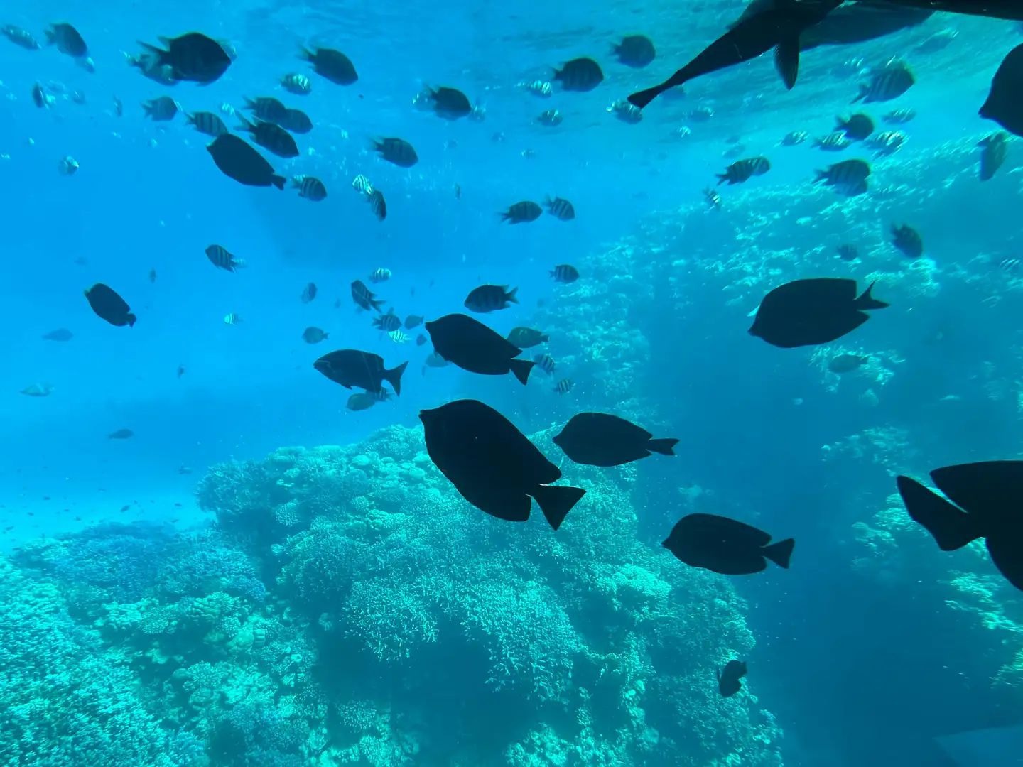 Passengers looking through large underwater windows at the sea floor