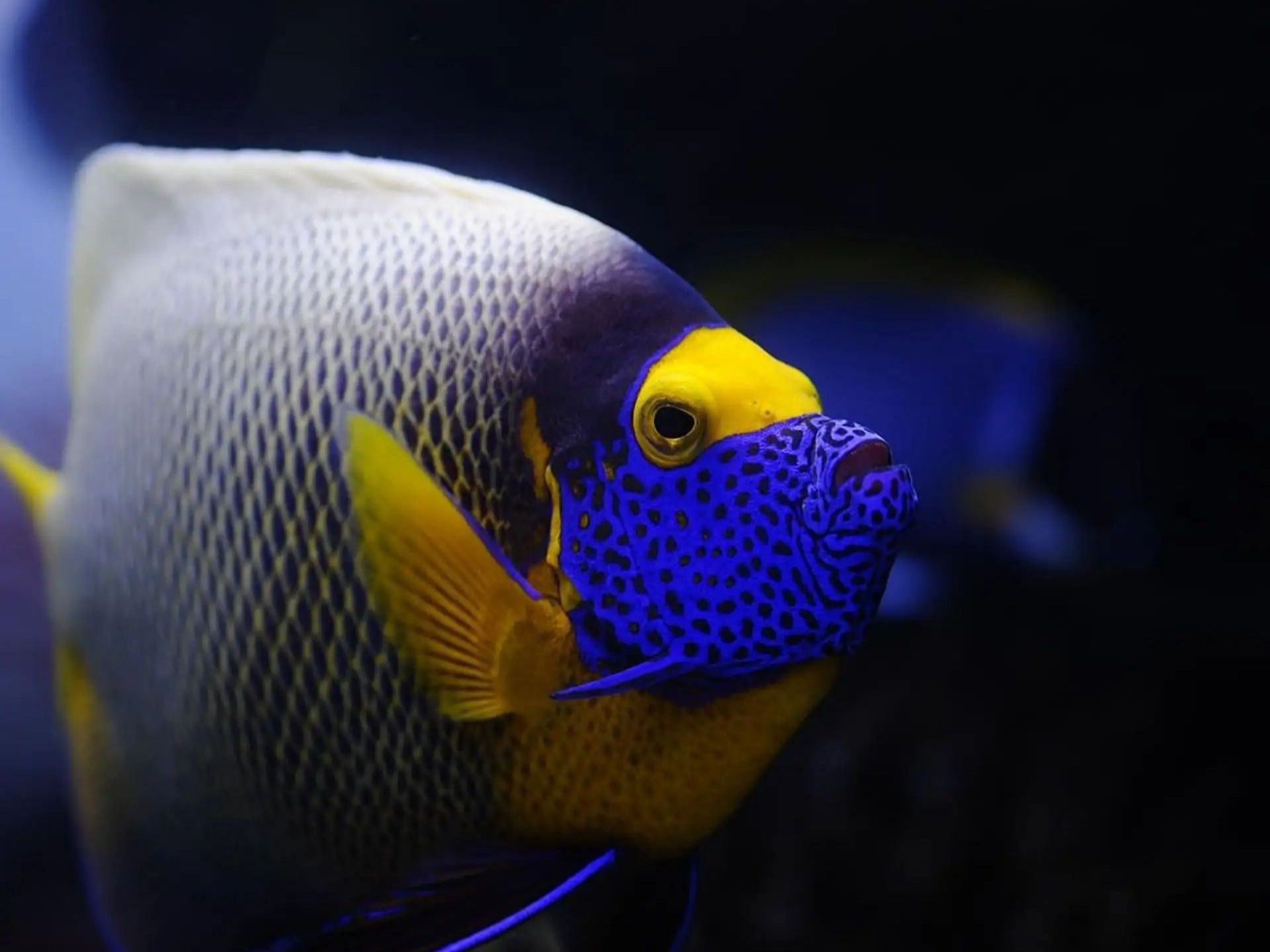 Colourful reef fish