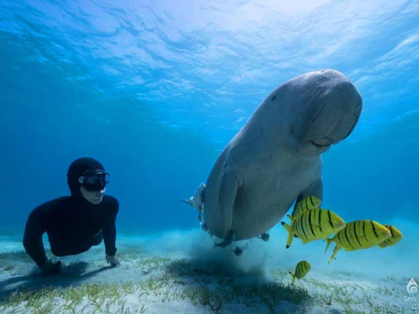 Dugong in Abu Dabbab